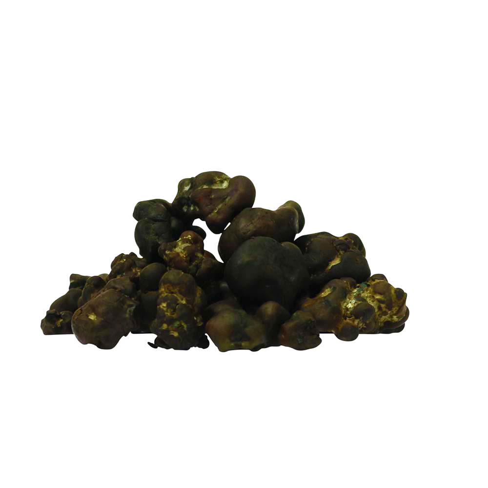 Tampanensis Magic Truffels - Afbeelding 6