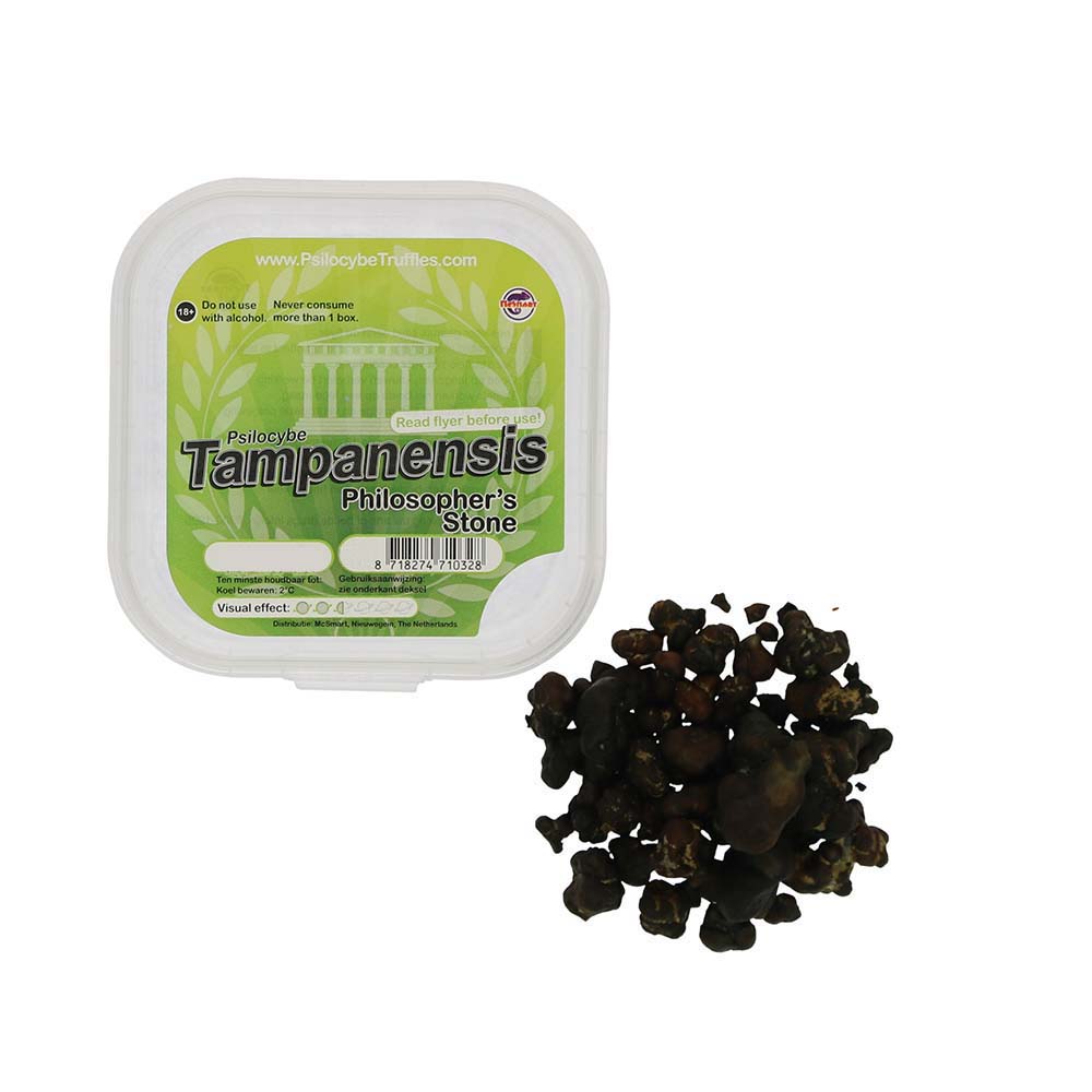 Tampanensis Magic Truffels - Afbeelding 12