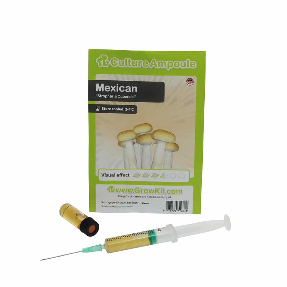 Mexican Sporenspuit (Stropharia Cubensis) - Afbeelding 2