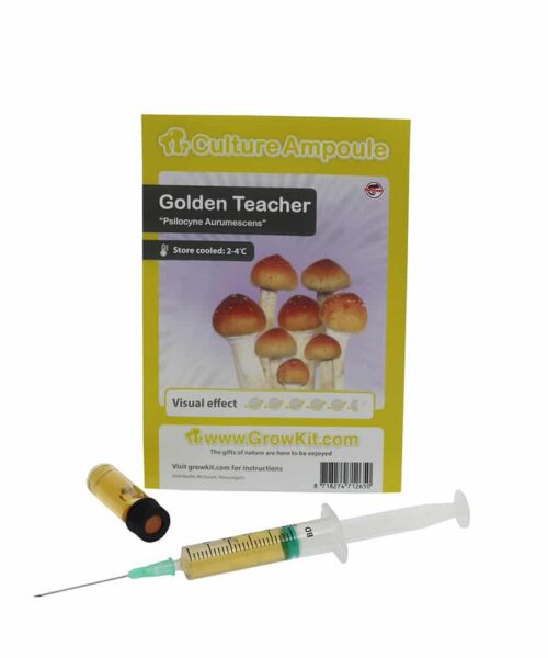 Alternative view of Golden Teacher Sporenspuit (Psilocybe Aurumescens)