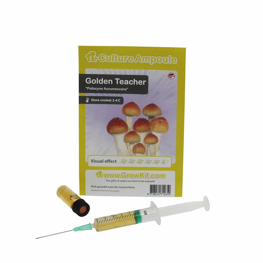 Golden Teacher Sporenspuit (Psilocybe Aurumescens) - Afbeelding 2