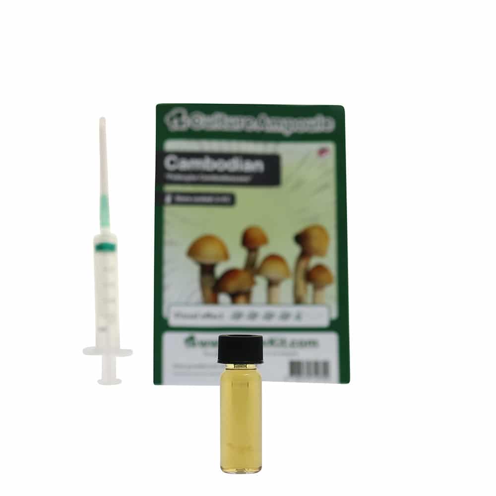 Cambodian Sporenspuit (Psilocybe Cambodiescens) - Afbeelding 7