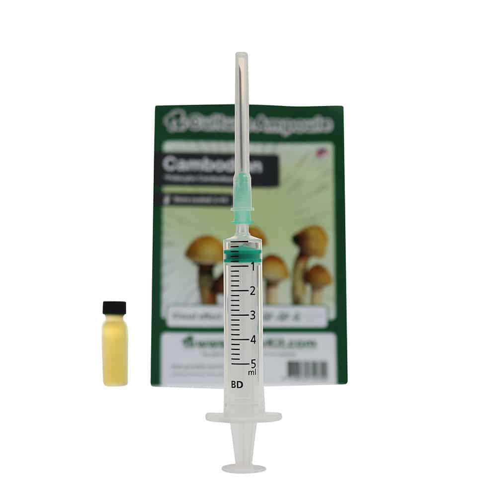 Cambodian Sporenspuit (Psilocybe Cambodiescens) - Afbeelding 8