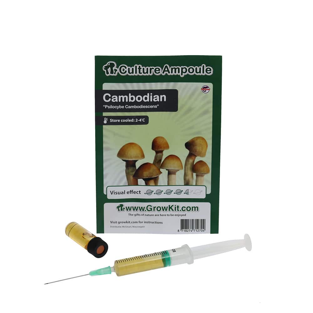 Cambodian Sporenspuit (Psilocybe Cambodiescens) - Afbeelding 6