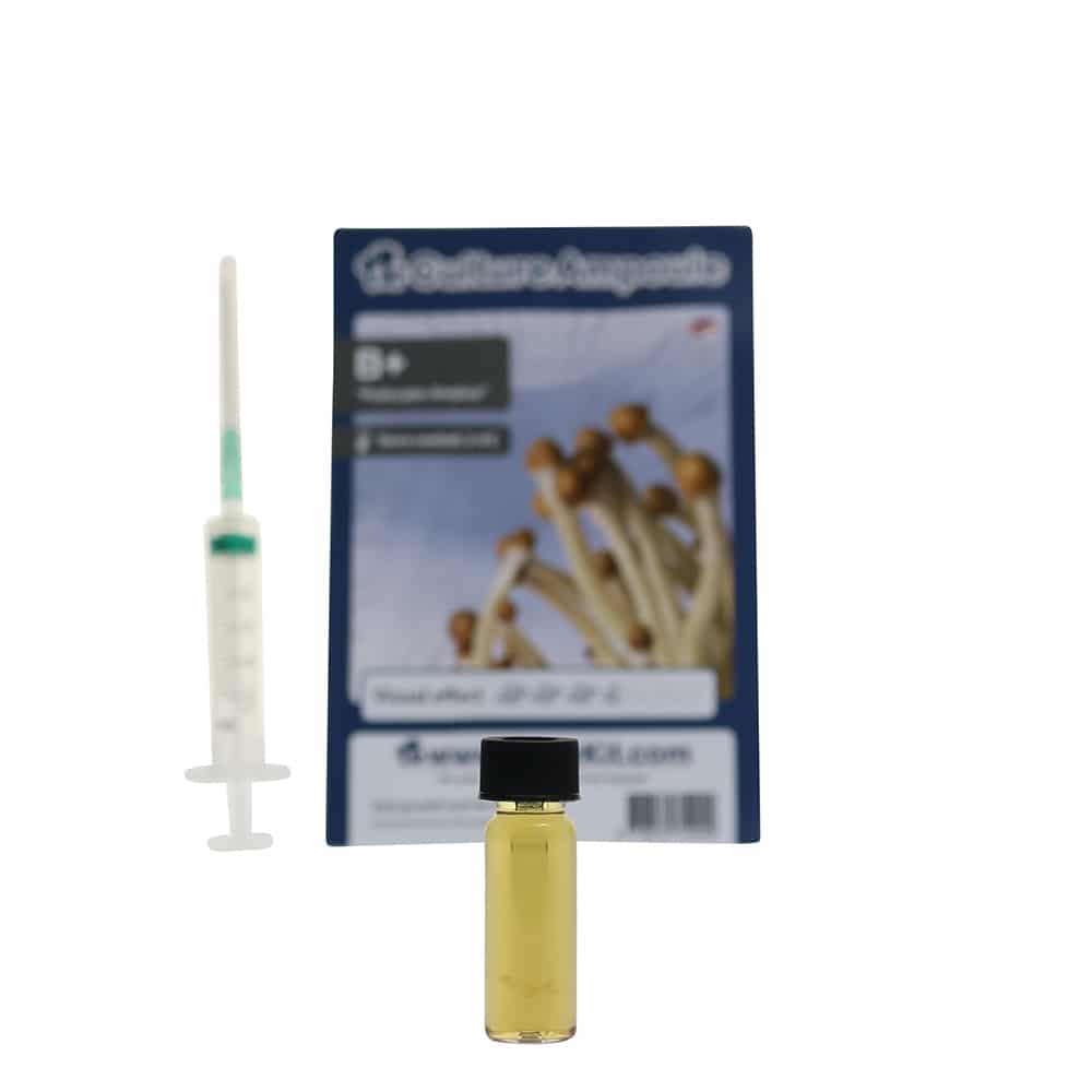 B+ Sporenspuit (Psilocybe Amplus) - Afbeelding 3
