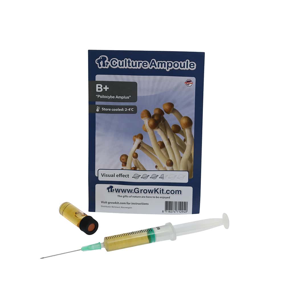 B+ Sporenspuit (Psilocybe Amplus) - Afbeelding 6