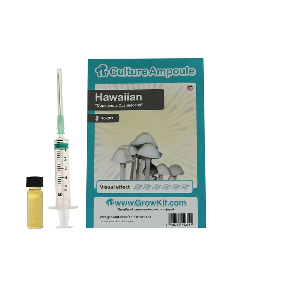 Hawaiian Sporenspuit (Copelandia Cyanescens) - Afbeelding 5