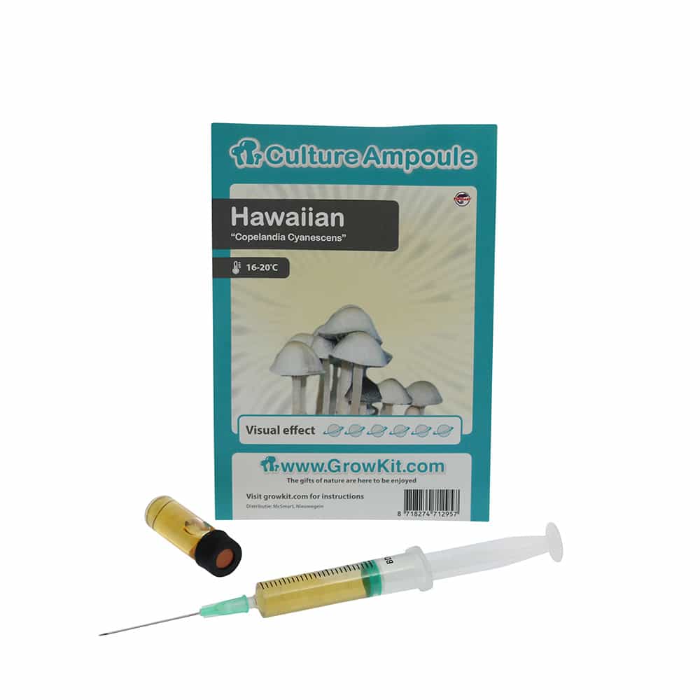 Hawaiian Sporenspuit (Copelandia Cyanescens) - Afbeelding 2