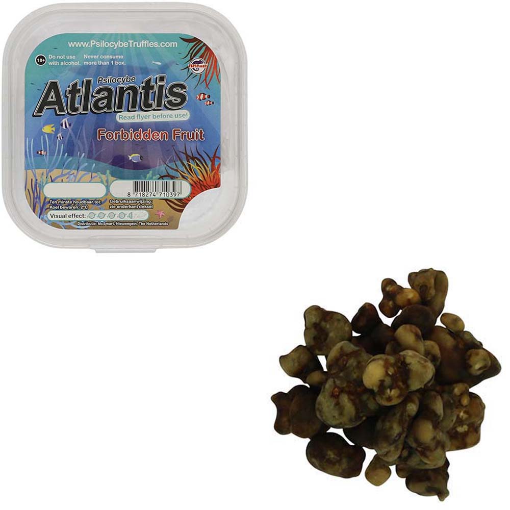 Tampanensis Magic Truffels - Afbeelding 14