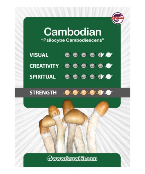 Alternative view of Cambodian Paddo’s Kweekset