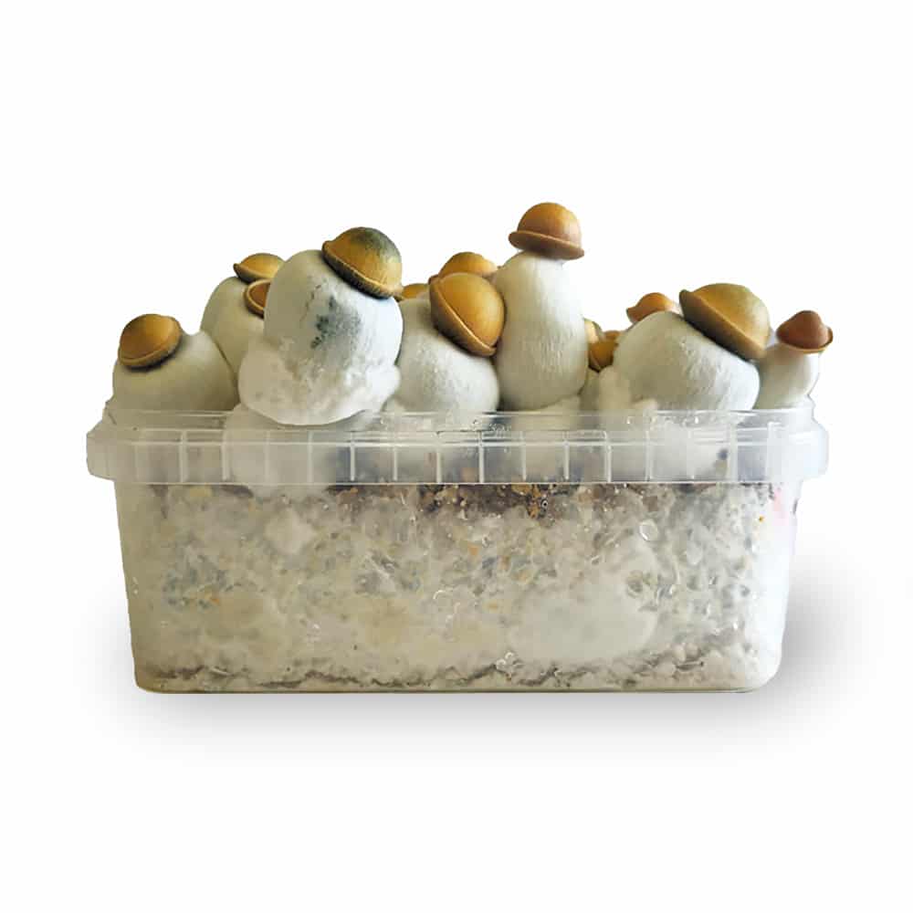 Marshmallow Shrooms Growkit - Afbeelding 2