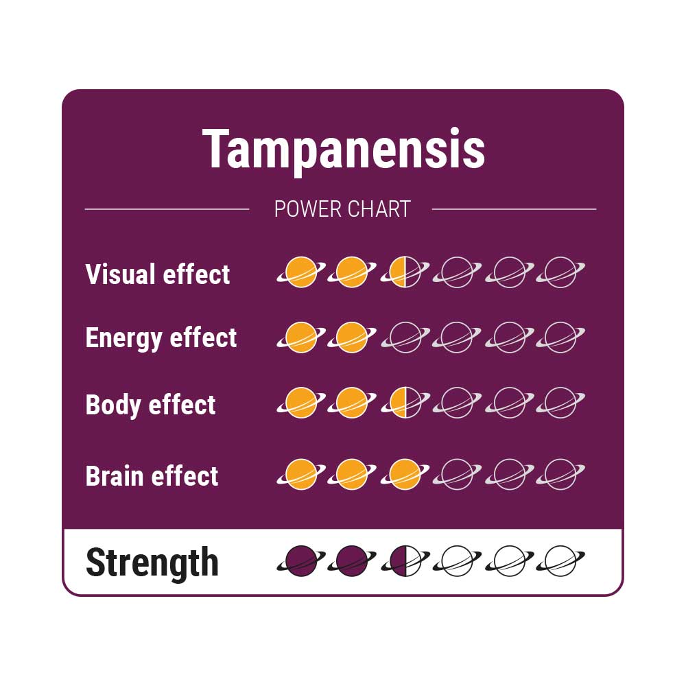 Tampanensis Magic Truffels - Afbeelding 2